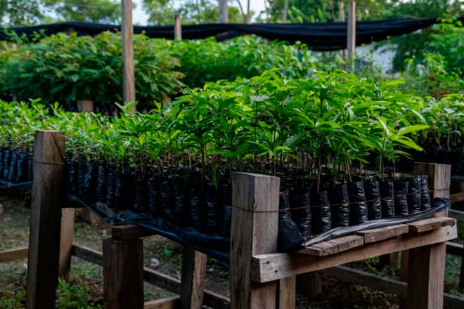 Fondo Adaptacion apoya proyecto de rehabilitacion ecologica en la subregion