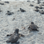 1762096550 19000 tortugas marinas inician su travesia hacia el oceano la