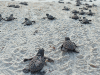 1762096550 19000 tortugas marinas inician su travesia hacia el oceano la