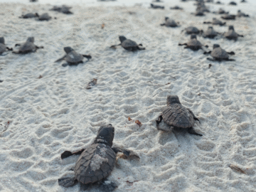 1762096550 19000 tortugas marinas inician su travesia hacia el oceano la