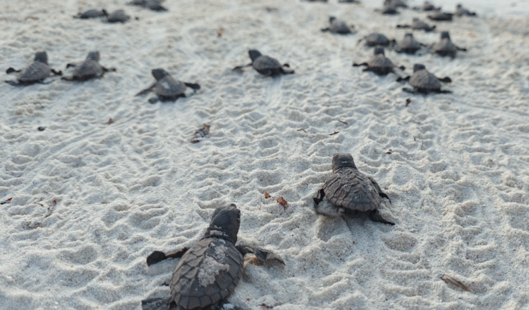 19,000 tortugas marinas inician su travesía hacia el océano: la labor de la Armada de Colombia en San Andrés.
