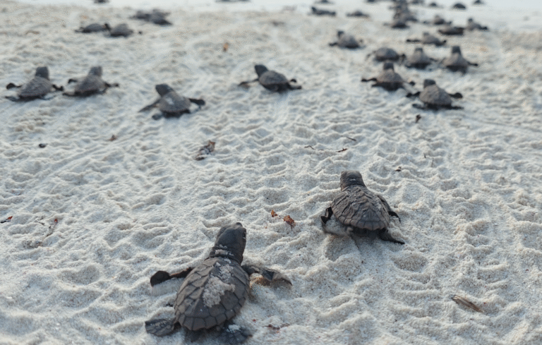 1762096550 19000 tortugas marinas inician su travesia hacia el oceano la