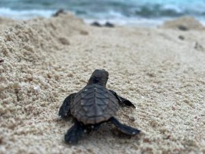 19000 tortugas marinas inician su travesia hacia el oceano la