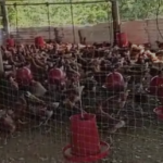 Cachenche tiene diez mil gallinas ponedoras para proveer huevos a