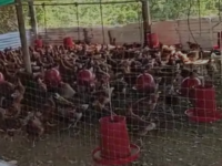 Cachenche tiene diez mil gallinas ponedoras para proveer huevos a