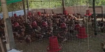 Cachenche tiene diez mil gallinas ponedoras para proveer huevos a