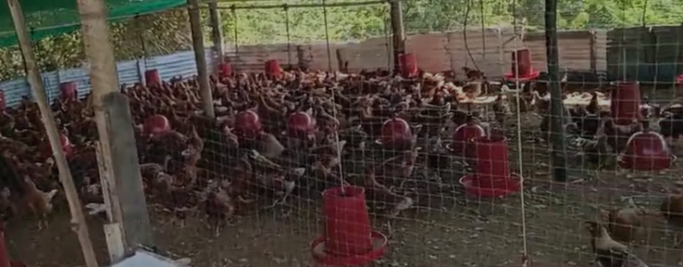 Cachenche tiene diez mil gallinas ponedoras para proveer huevos a