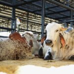 Comienza la Feria AgroBolivar 2025 El evento se prolongara hasta