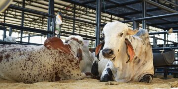 Comienza la Feria AgroBolivar 2025 El evento se prolongara hasta