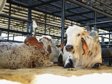 Comienza la Feria AgroBolivar 2025 El evento se prolongara hasta