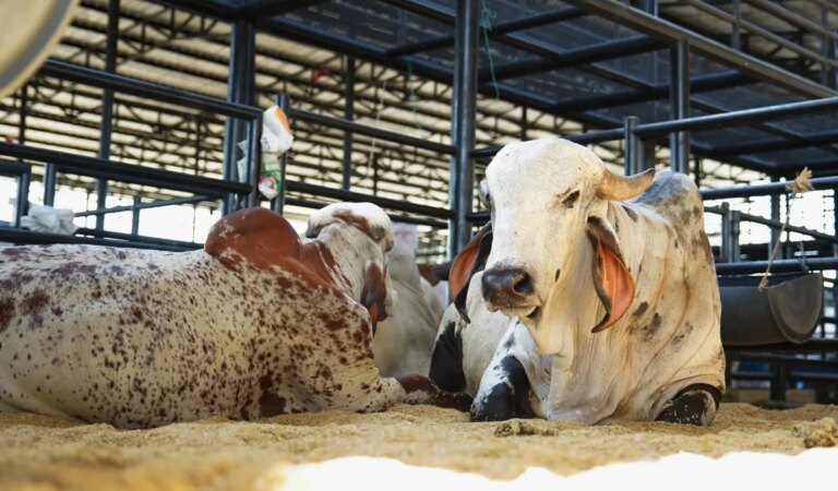 Comienza la Feria AgroBolívar 2025. El evento se prolongará hasta el 21 de diciembre.