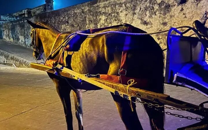 El distrito emite un decreto que prohíbe la circulación de coches tirados por caballos en el Centro Histórico de Cartagena