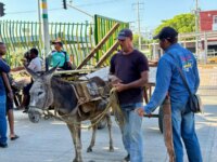 Fase final del Programa de Reemplazo de Vehiculos de Traccion