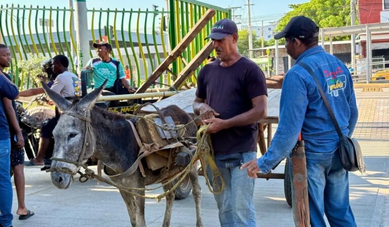 Fase final del Programa de Reemplazo de Vehículos de Tracción Animal en Cartagena