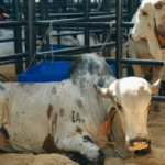 Inicia AgroBolivar 2025 La vitrina del campo bolivarense en Arjona