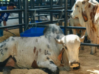 Inicia AgroBolivar 2025 La vitrina del campo bolivarense en Arjona