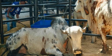 Inicia AgroBolivar 2025 La vitrina del campo bolivarense en Arjona