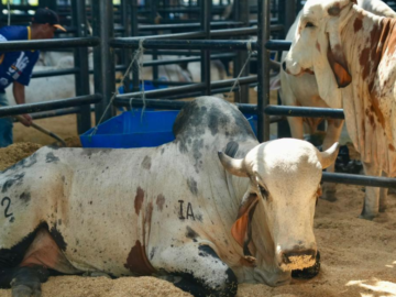 Inicia AgroBolivar 2025 La vitrina del campo bolivarense en Arjona