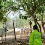 Continua el abigeato en Bolivar Policia recupera 11 reses en