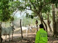 Continua el abigeato en Bolivar Policia recupera 11 reses en