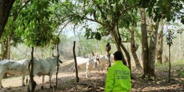 Continua el abigeato en Bolivar Policia recupera 11 reses en