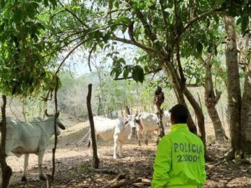 Continua el abigeato en Bolivar Policia recupera 11 reses en