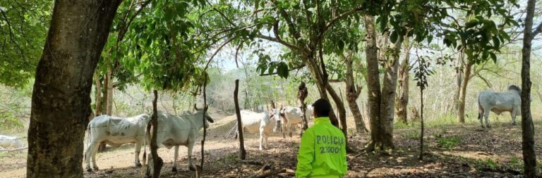Continua el abigeato en Bolivar Policia recupera 11 reses en