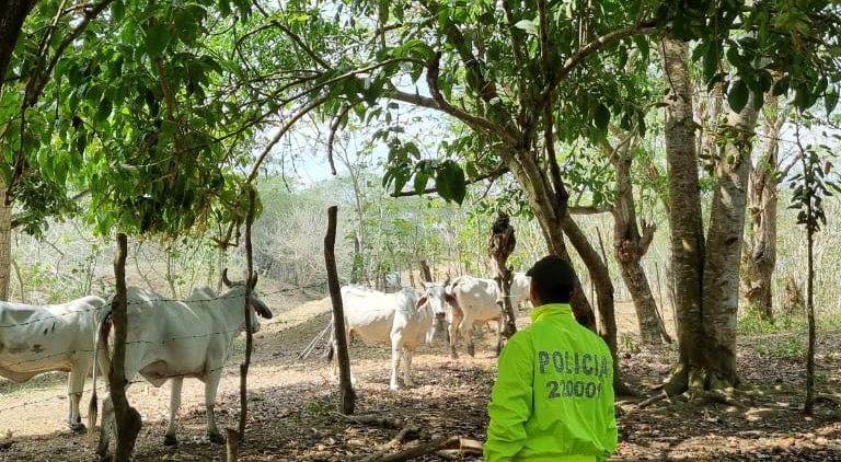 Continúa el abigeato en Bolívar: Policía recupera 11 reses en San Juan Nepomuceno.