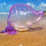 Se reafirman las recomendaciones ante la presencia de la Fragata