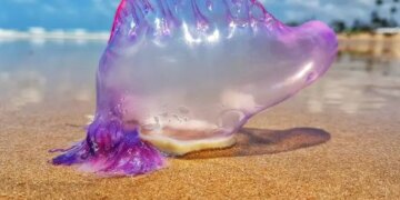 Se reafirman las recomendaciones ante la presencia de la Fragata