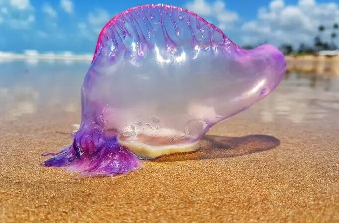 Se reafirman las recomendaciones ante la presencia de la Fragata Portuguesa en las playas de Cartagena