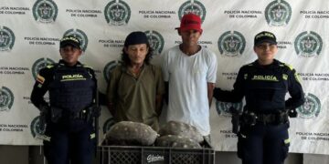 Detenidos por transportar 9 tortugas ‘patas rojas en El Carmen