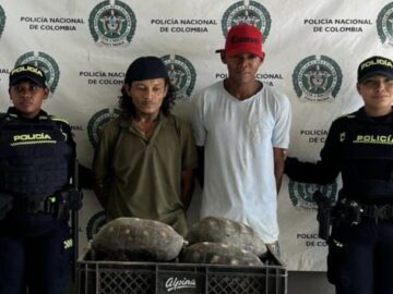 Detenidos por transportar 9 tortugas ‘patas rojas en El Carmen