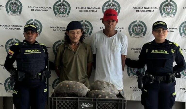 Detenidos por transportar 9 tortugas ‘patas rojas’ en El Carmen de Bolívar.