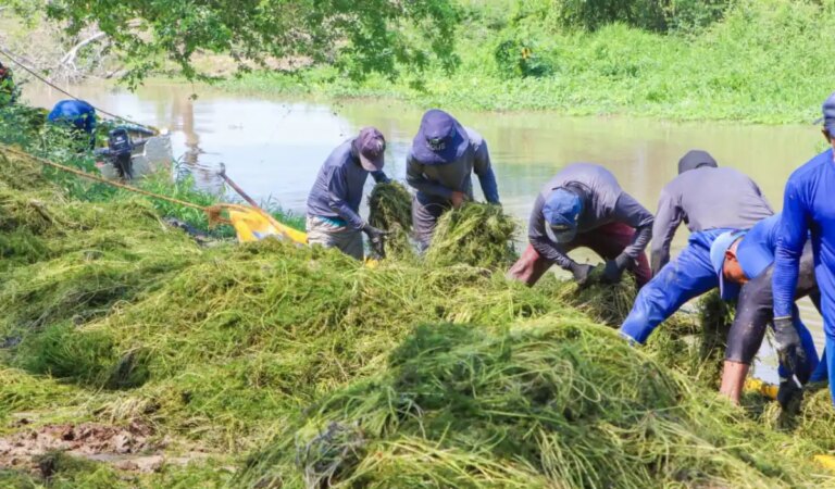 Niños de Papel y Aguas de Cartagena realizan jornada ambiental en Caño Juan Angola