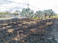 Alcaldia condena la quema indiscriminada en el separador vial de