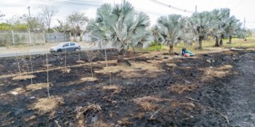 Alcaldia condena la quema indiscriminada en el separador vial de