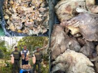 Incaudan autoridades en Cartagena carne de hicotea bagre y huevos