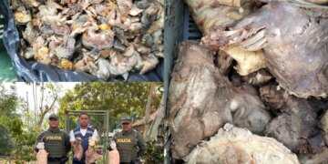 Incaudan autoridades en Cartagena carne de hicotea bagre y huevos