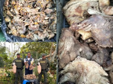 Incaudan autoridades en Cartagena carne de hicotea bagre y huevos