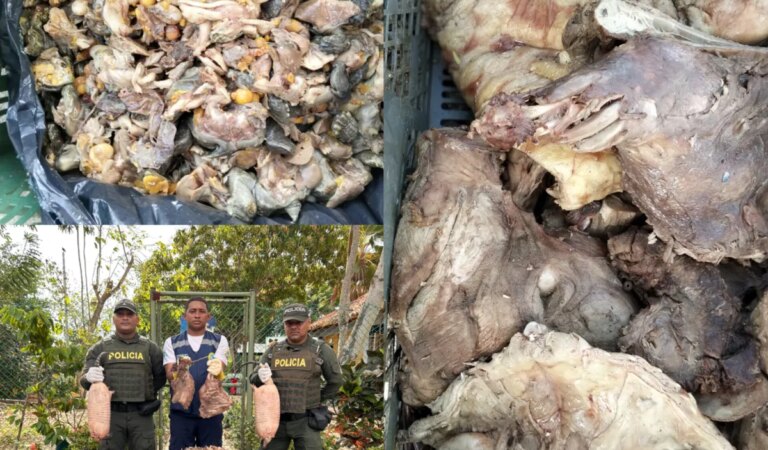 Incaudan autoridades en Cartagena carne de hicotea, bagre y huevos de iguana
