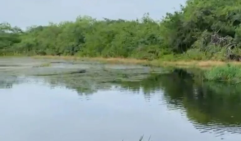 Aguas de Cartagena y la Universidad del Sinú realizan una investigación sobre el fenómeno de las microalgas.