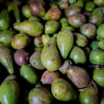 Toto se prepara para el Festival del Aguacate en Marialabaja