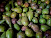 Toto se prepara para el Festival del Aguacate en Marialabaja