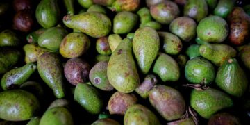 Toto se prepara para el Festival del Aguacate en Marialabaja
