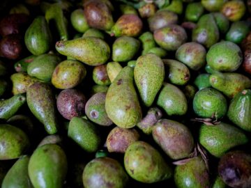 Toto se prepara para el Festival del Aguacate en Marialabaja