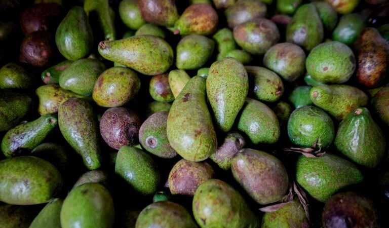 Toto se prepara para el Festival del Aguacate en Marialabaja