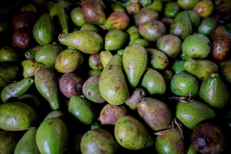 Toto se prepara para el Festival del Aguacate en Marialabaja