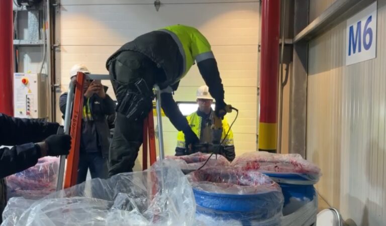 Incautan más de 578 kilos de cocaína ocultos en pulpa de guayaba en Cartagena.