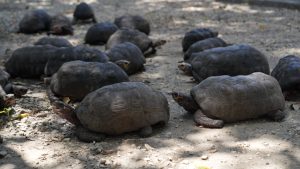 1784478031 386 Desmantelada una red de trafico ilegal de fauna silvestre en